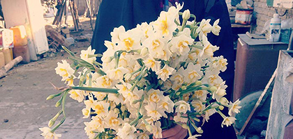 انواع و عصاره گیری نرگس